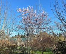 В Ботаническом саду БФУ им. Канта расцвели магнолии и другие весенние растения