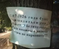 На проспекте Победы в Калининграде запланирована вырубка липовой аллеи