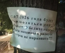 На проспекте Победы в Калининграде запланирована вырубка липовой аллеи
