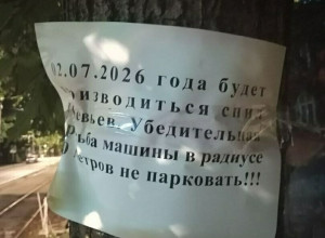 На проспекте Победы в Калининграде запланирована вырубка липовой аллеи