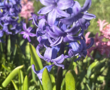 В Ботаническом саду БФУ им. Канта расцвели магнолии и другие весенние растения