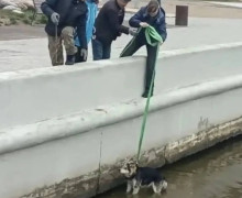 Спасатели МЧС эвакуировали собаку с островка в канале города Светлого