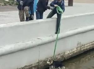 Спасатели МЧС эвакуировали собаку с островка в канале города Светлого