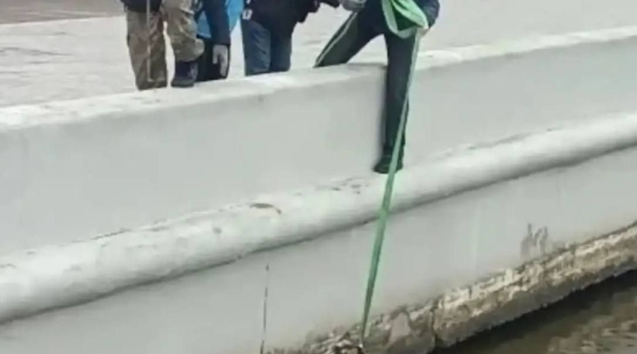 Спасатели МЧС эвакуировали собаку с островка в канале города Светлого