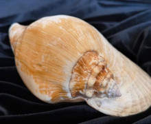 Коллекция редких раковин морских моллюсков пополнила фонды Музея Мирового океана в Калининграде