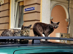 Коты Советска: не самые дружелюбные
