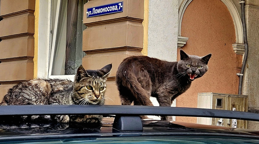 Коты Советска: не самые дружелюбные