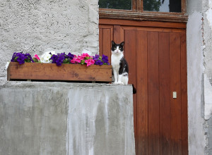Черняховск: достопримечательности и атмосфера города