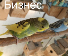 Дом с бизнесом в станице Староминской