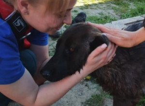 В Калининграде пожарные извлекли собаку из дренажного колодца
