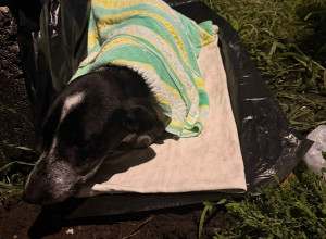 В Калининграде раненую собаку нашли на обочине дороги, волонтеры оказывают помощь
