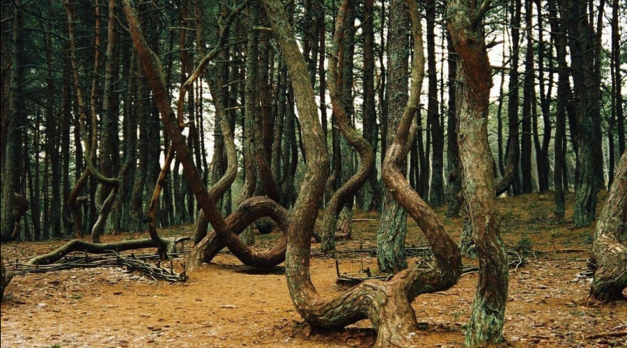 Танцующий лес