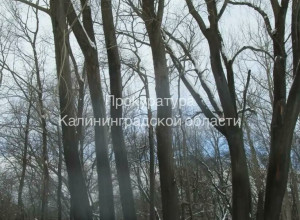С базы на Правой Набережной взыскивают около 672 тысяч рублей за утраченные из-за пожара растения
