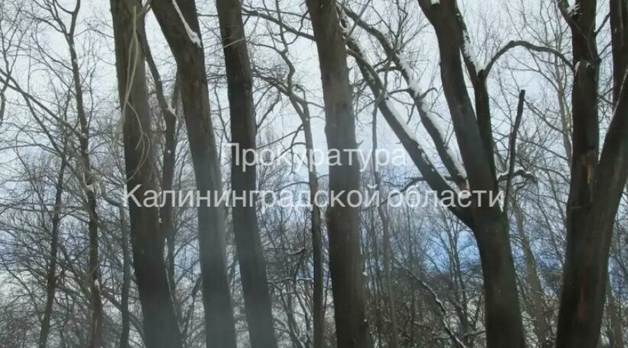 С базы на Правой Набережной взыскивают около 672 тысяч рублей за утраченные из-за пожара растения