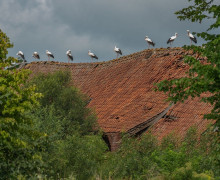 Девять аистов замечены на крыше старинного амбара под Неманом