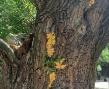 В Калининграде начали сбор съедобного трутовика, известного как «лесная курица»