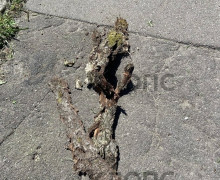 Жители Калининграда не понимают логику вырубки здоровых деревьев при наличии опасного сухостоя