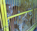 В Калининградскую область морем доставили цирковых тигров, медведей и собаку