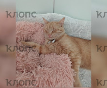 В Зеленоградске разыскивают рыжего кота Чубайса из местного кемпинга