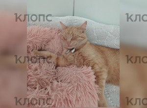 В Зеленоградске разыскивают рыжего кота Чубайса из местного кемпинга