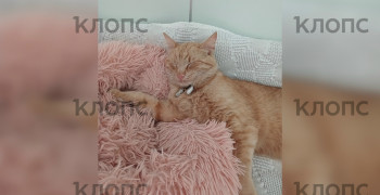 В Зеленоградске разыскивают рыжего кота Чубайса из местного кемпинга