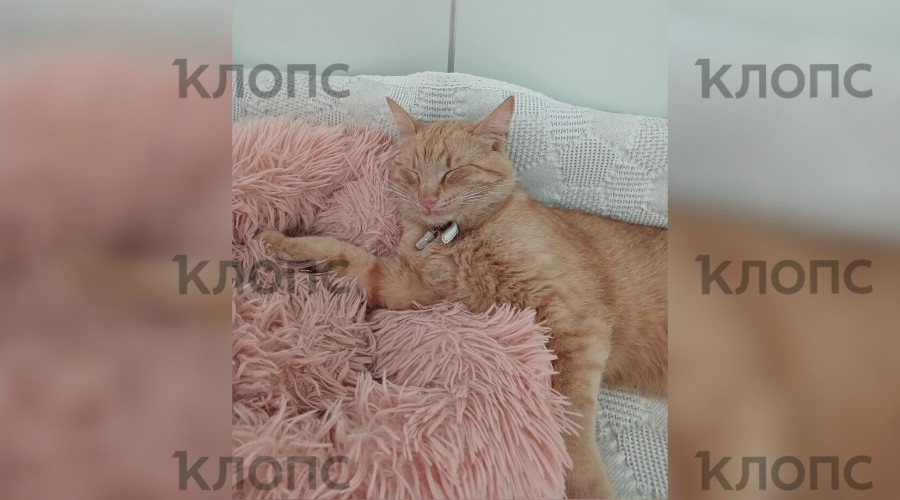 В Зеленоградске разыскивают рыжего кота Чубайса из местного кемпинга