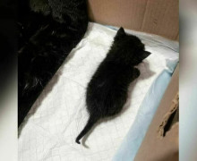 В Советске кошка с котятами оказалась заперта в подвале после действий УК