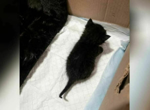 В Советске кошка с котятами оказалась заперта в подвале после действий УК