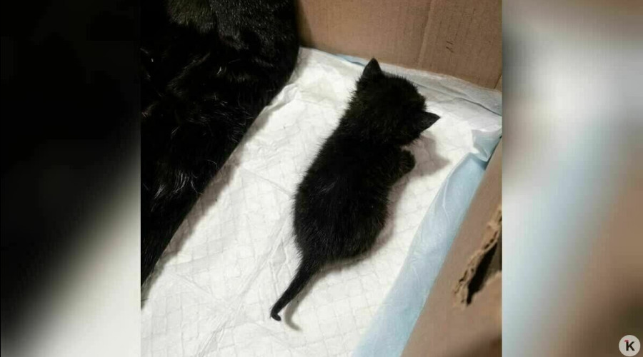 В Советске кошка с котятами оказалась заперта в подвале после действий УК