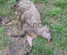 В Неманском районе три белохвостых орлана начали нападать на домашний скот