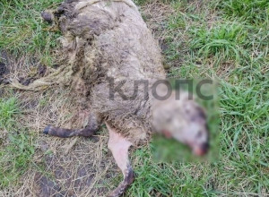 В Неманском районе три белохвостых орлана начали нападать на домашний скот