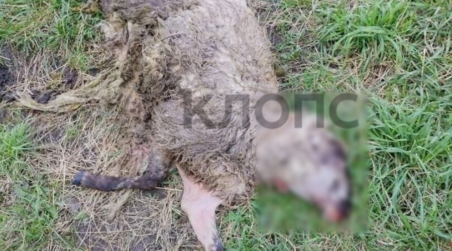 В Неманском районе три белохвостых орлана начали нападать на домашний скот