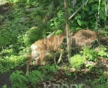 Лесничий из Краснознаменска спас косулёнка, который два дня прятался во дворе