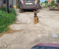 В Калининградской области разыскивают двух пропавших собак