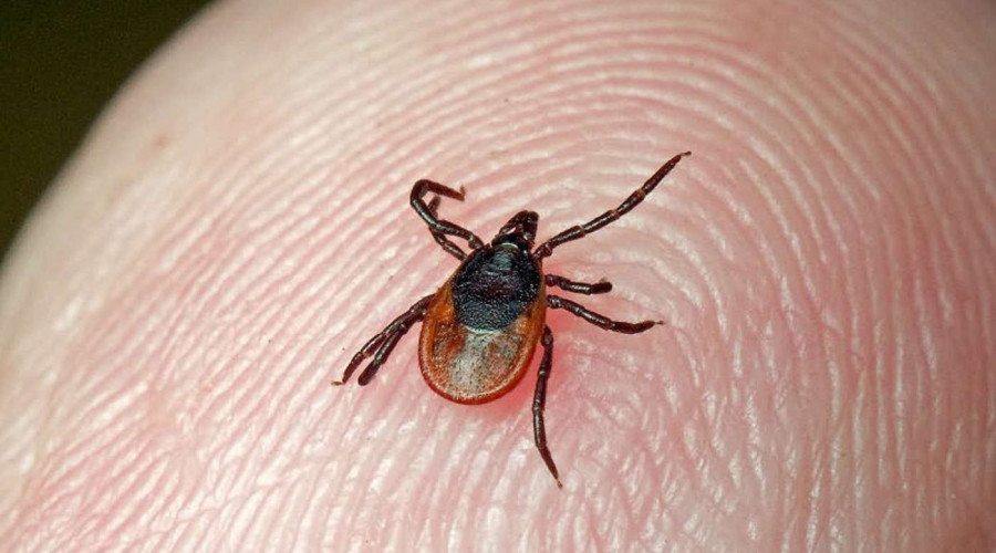 В Калининградской области проснулись клещи: пик активности ждут в мае–июне
