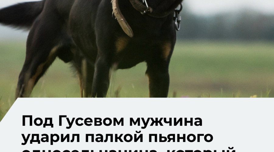 Житель Ломового защитил собаку от пьяного односельчанина и стал фигурантом уголовного дела