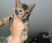 Продаются бенгальские котята и взрослые коты в Калининграде