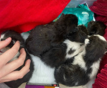 На улице Сибирякова в Калининграде обнаружены слепые котята, требуется помощь