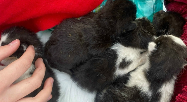 На улице Сибирякова в Калининграде обнаружены слепые котята, требуется помощь