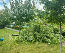 Падение клёна на шестилетнего ребёнка грозит уголовными делами сотрудникам детсада в Калининграде