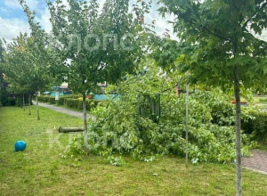 Падение клёна на шестилетнего ребёнка грозит уголовными делами сотрудникам детсада в Калининграде