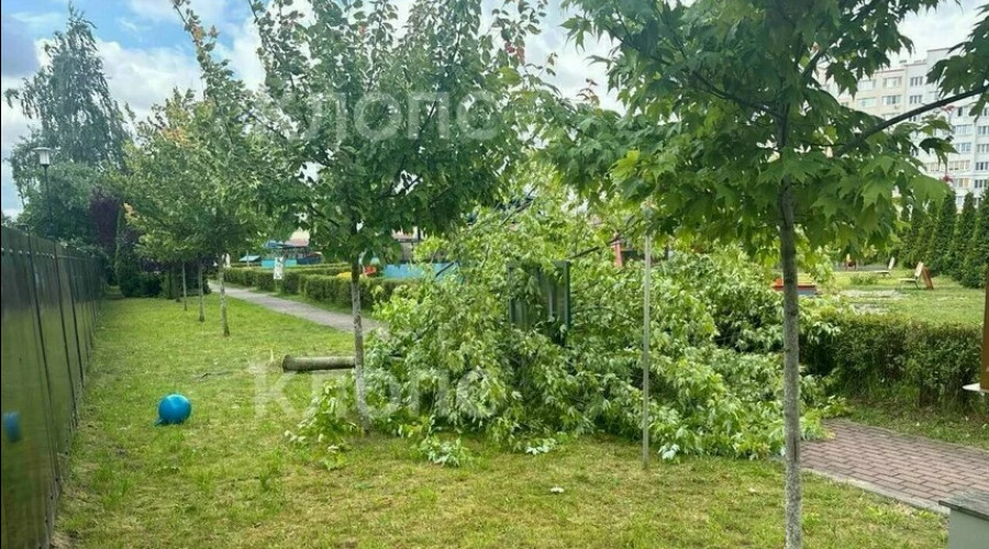 Падение клёна на шестилетнего ребёнка грозит уголовными делами сотрудникам детсада в Калининграде