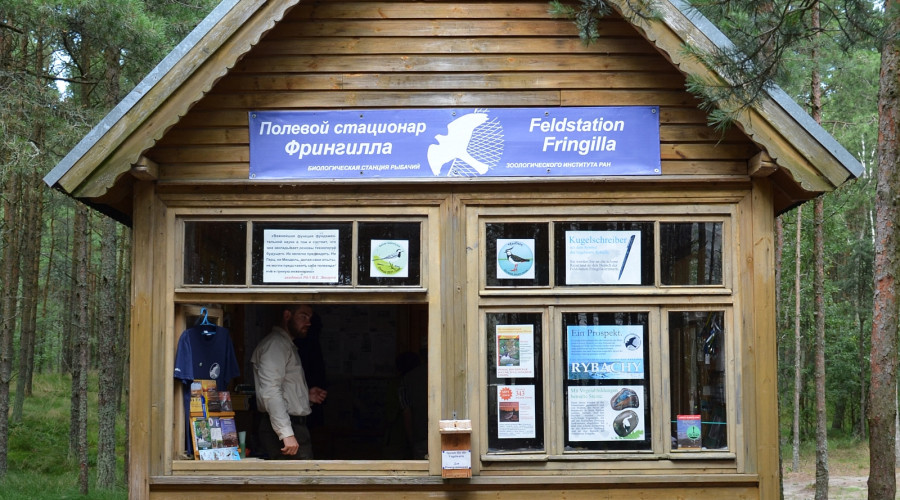 Орнитологическая станция Росситтен (Фрингилла)