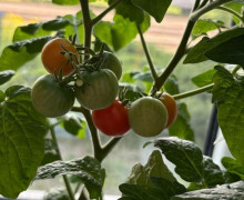 Калининградка собрала первый урожай огурцов, выращенных на подоконнике в городской квартире
