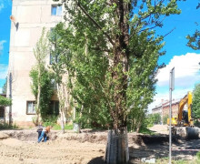 В Калининграде подрядчик повредил деревья при ремонте дороги на Полоцкой