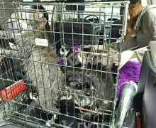 Прорыв трубы в антикафе «Мяу Мяу» в Калининграде: 22 кошки погибли