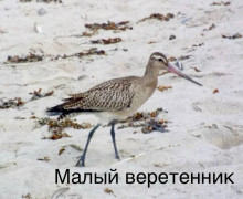 Малый веретенник из Арктики сделал остановку на Куршской косе