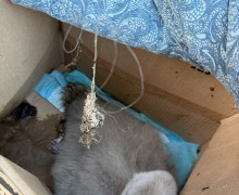 На Летнем озере в Калининграде спасли лебедёнка, проглотившего грузило с леской