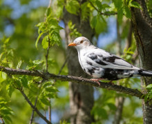 В Гурьевске заметили редкого чёрного дрозда-лейкиста