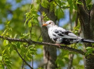 В Гурьевске заметили редкого чёрного дрозда-лейкиста